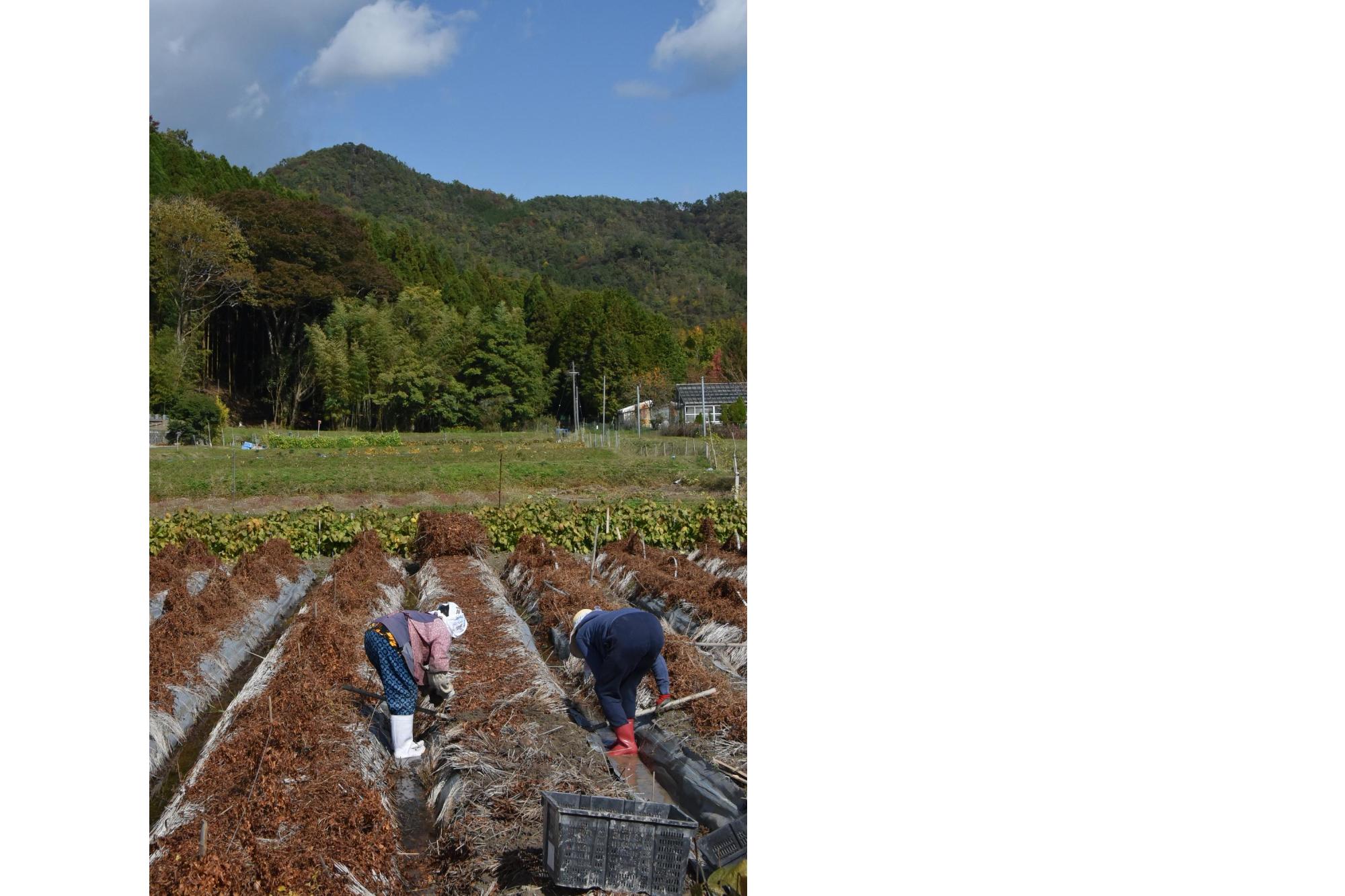 女性二人が山芋を掘っている写真。